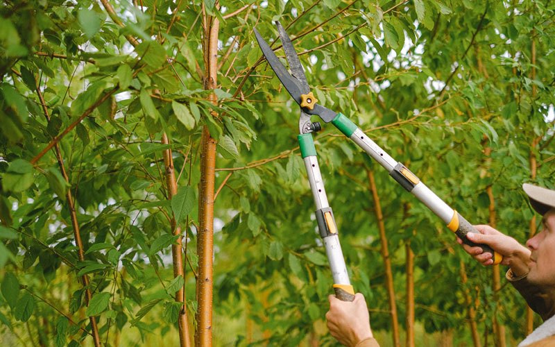 Tree trimming in Gleason, WI